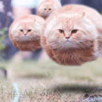 hovercats
