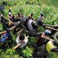 slaughter in the jungle