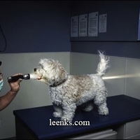 Nice Doggy...I'll Call You Spot.....er Light