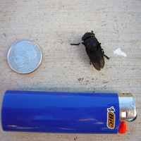 Big Fly 3