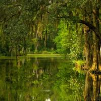 Magnolia plantation