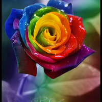 Perfection by Lilyas