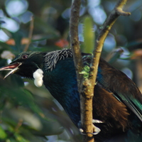 Tui   