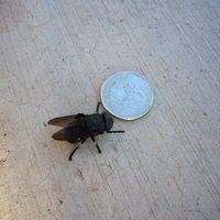 Big Fly