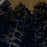 evergreens in snow