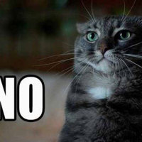its not my cat...