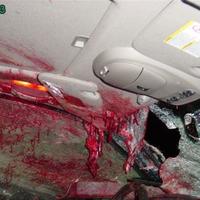 Deer hit