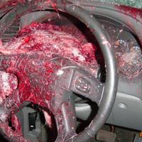 Deer hit