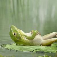 It's not easy being green