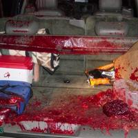 Deer hit