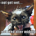 Do not get wet - do not feed after midnight
