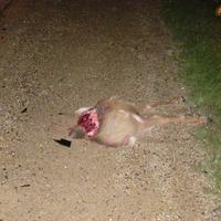 Deer hit