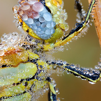 water bug