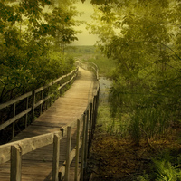 THE CHARMS OF THE MARSH