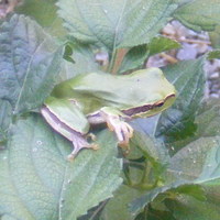 Tree frog