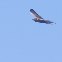 Eleanora's falcon