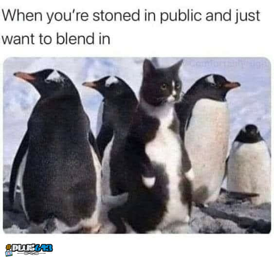 stoned