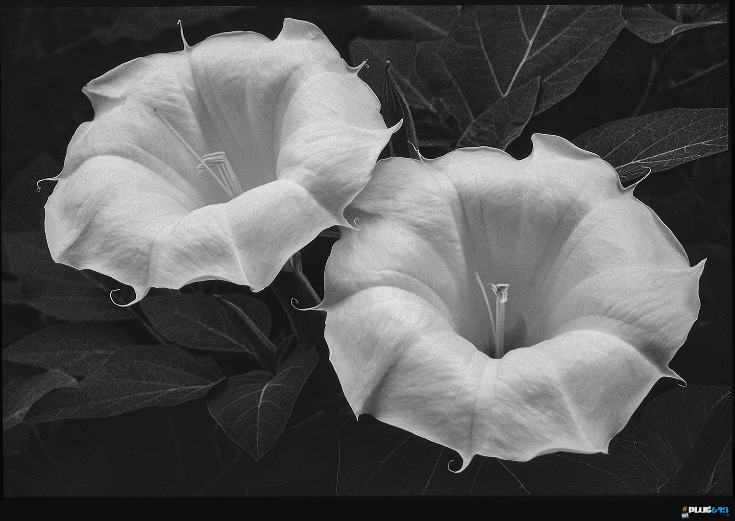 Texture  In Black & White by Paul Kister