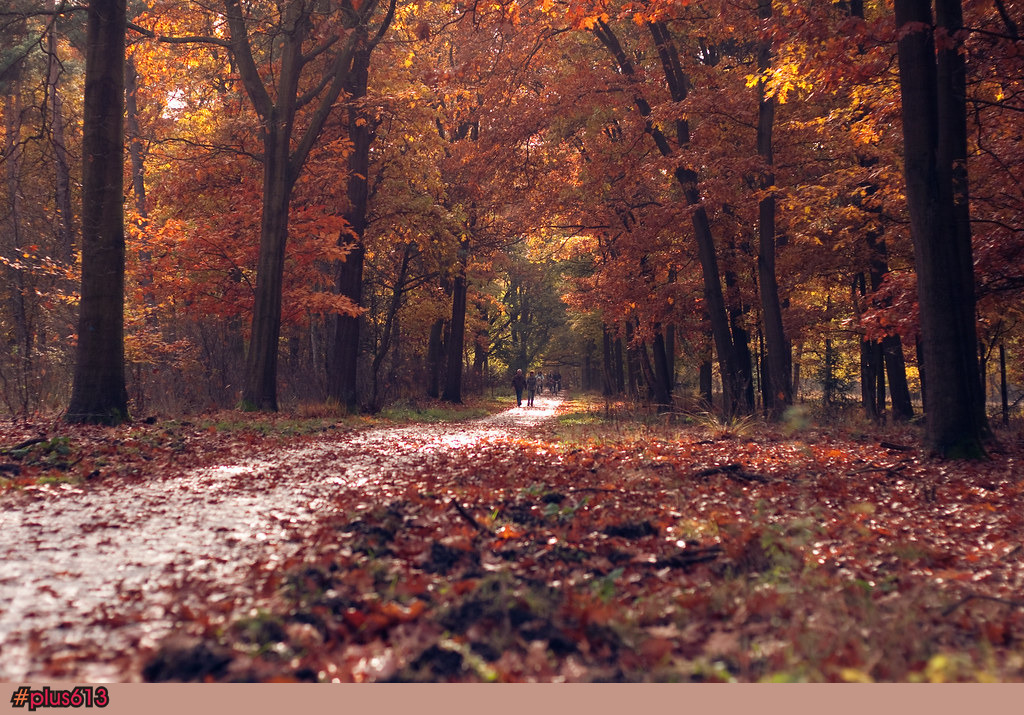 Autumn In The Netherlands