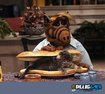 ACTUAL proof illegal aliens eat cats
