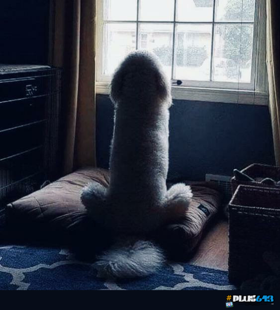 Dog saying how he feels about you