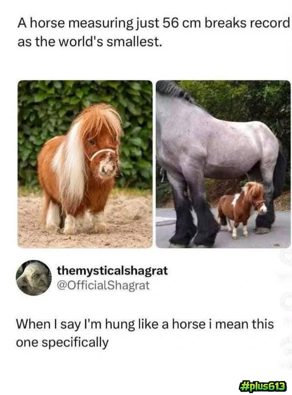 Hung like a horse