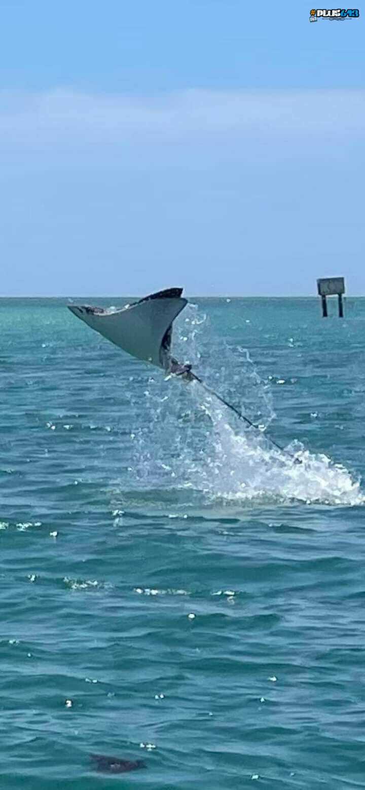 Flying ray