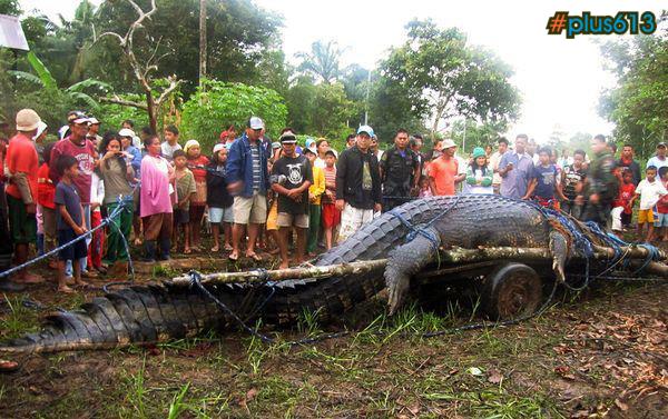 Giant Crocodile Breaks Size Record