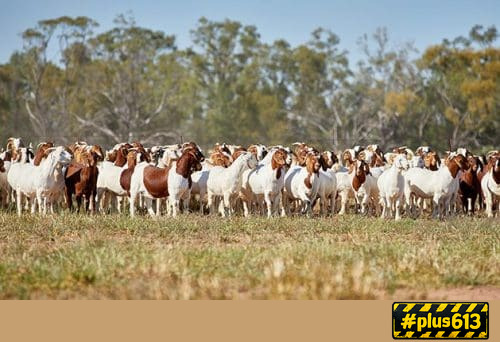 Even more goats!