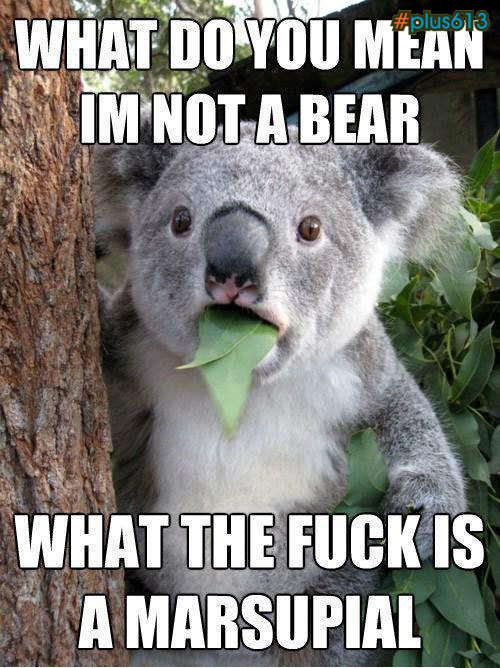 Koalas aren't bears?