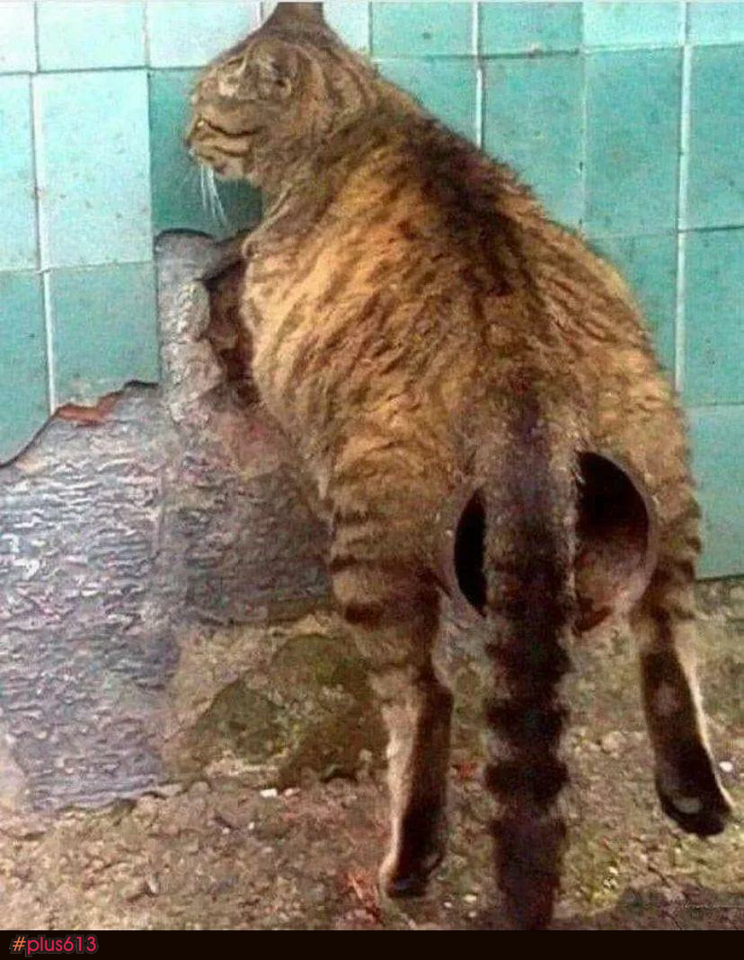 They call him HUGE SHITTER