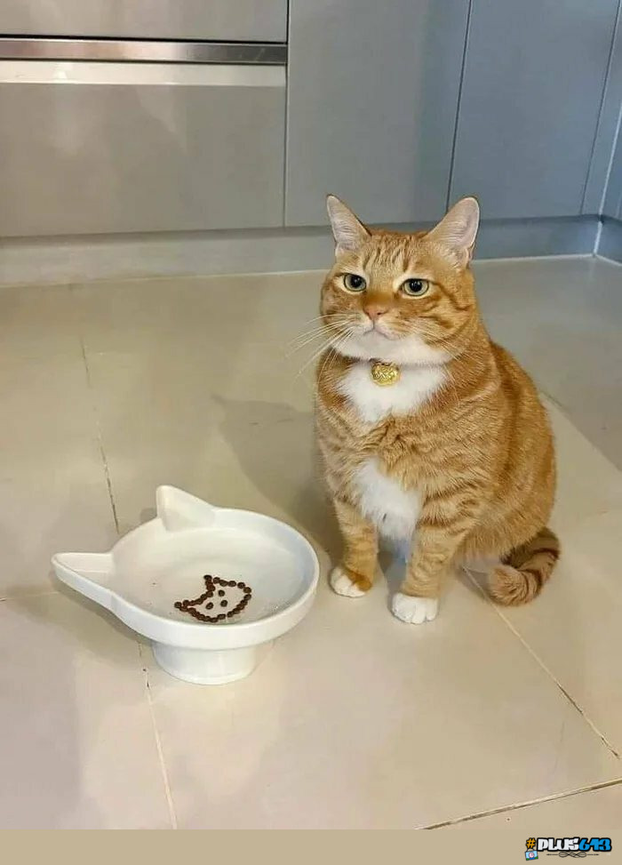 How to annoy a cat 2