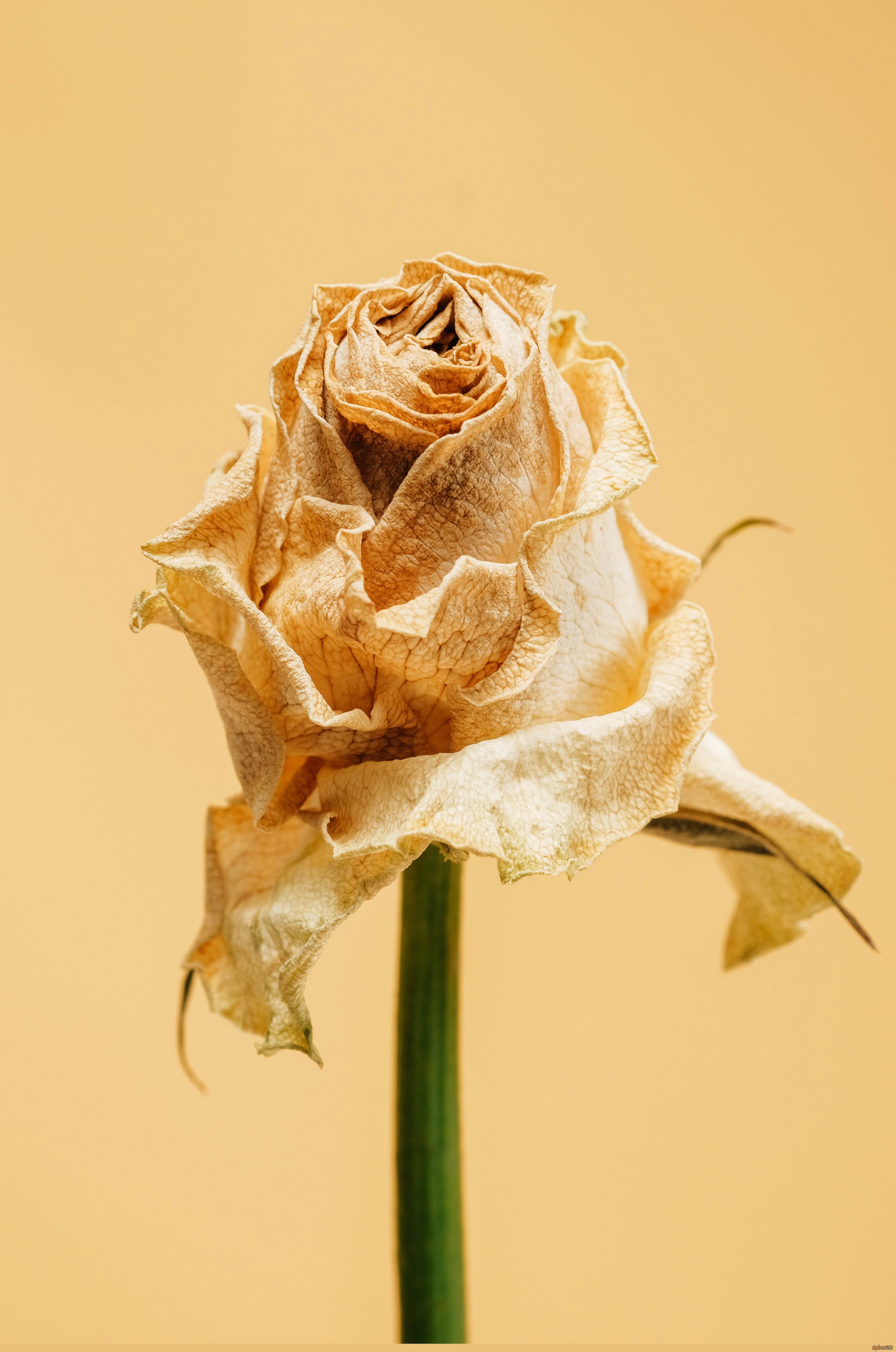 Wilted dried rose with green stem by insung yoon
