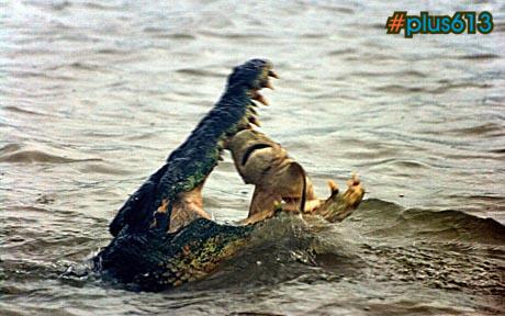 Crocodile devours shark in battle Down Under