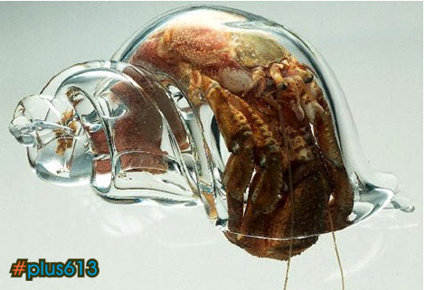 hermit crab in glass