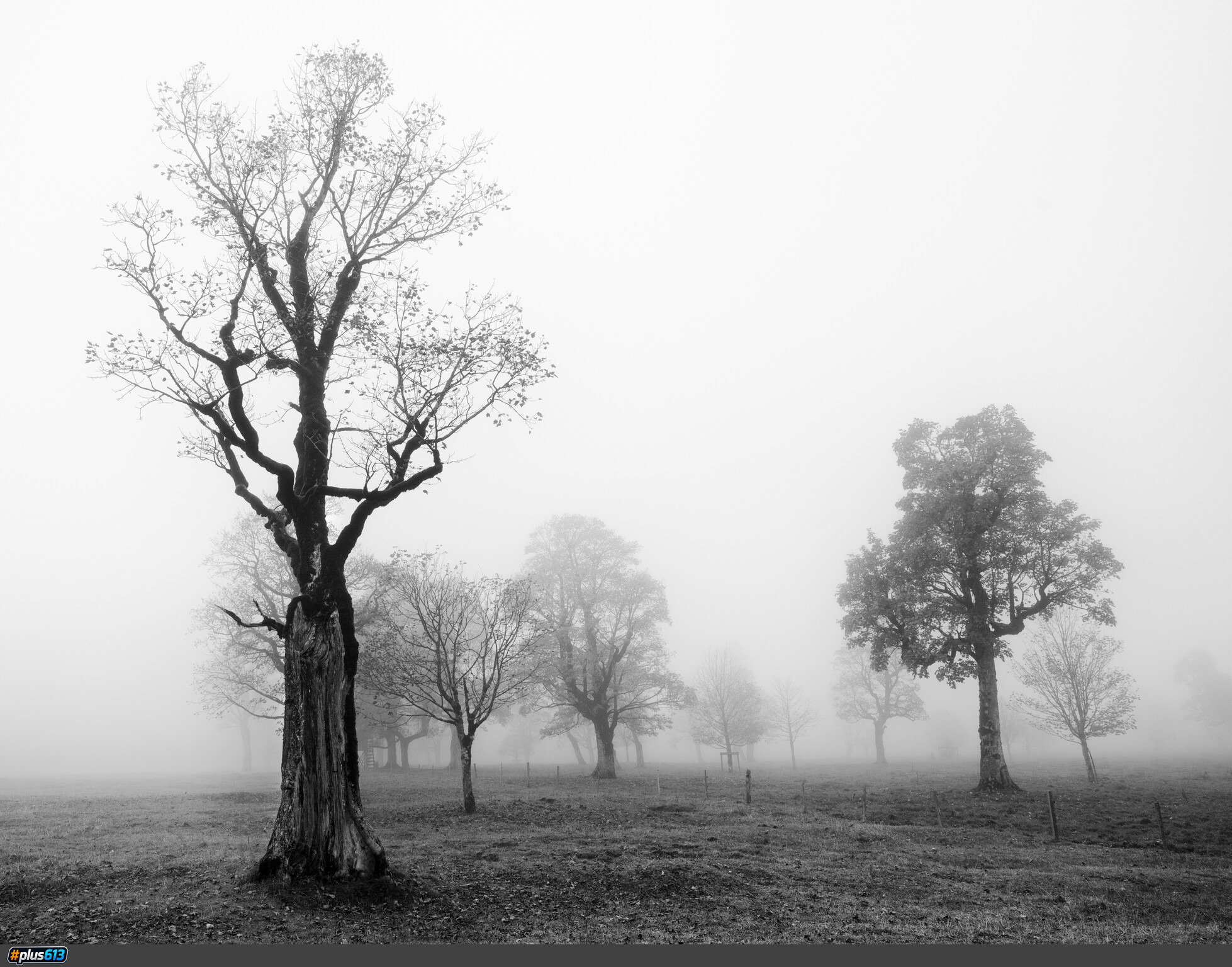 "In the Silence of Fog" by Michael Bottari