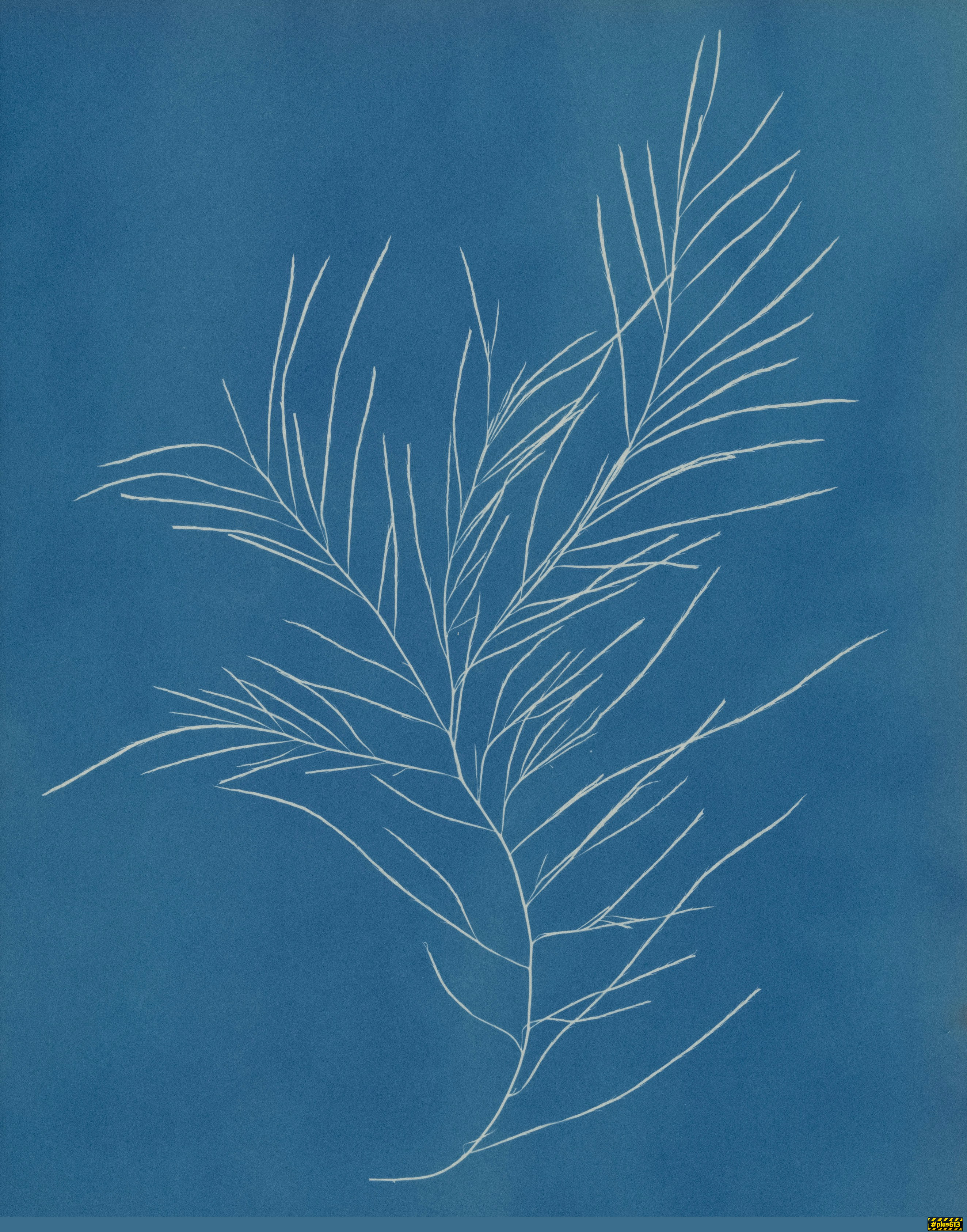 White botanical silhouette on a blue background by The Metropolitan Museum of Art