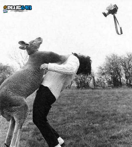 Male kangaroos hit hard, aim for the face or lose, their kick can disembowel.
