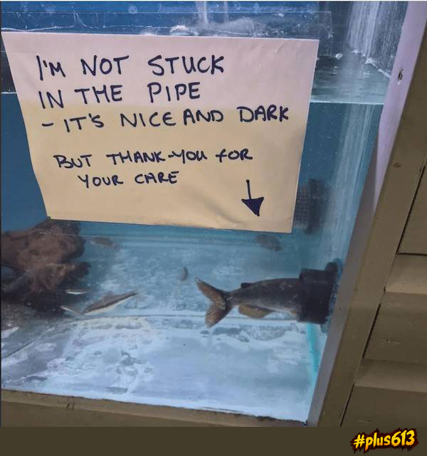 fish stuck in the pipe