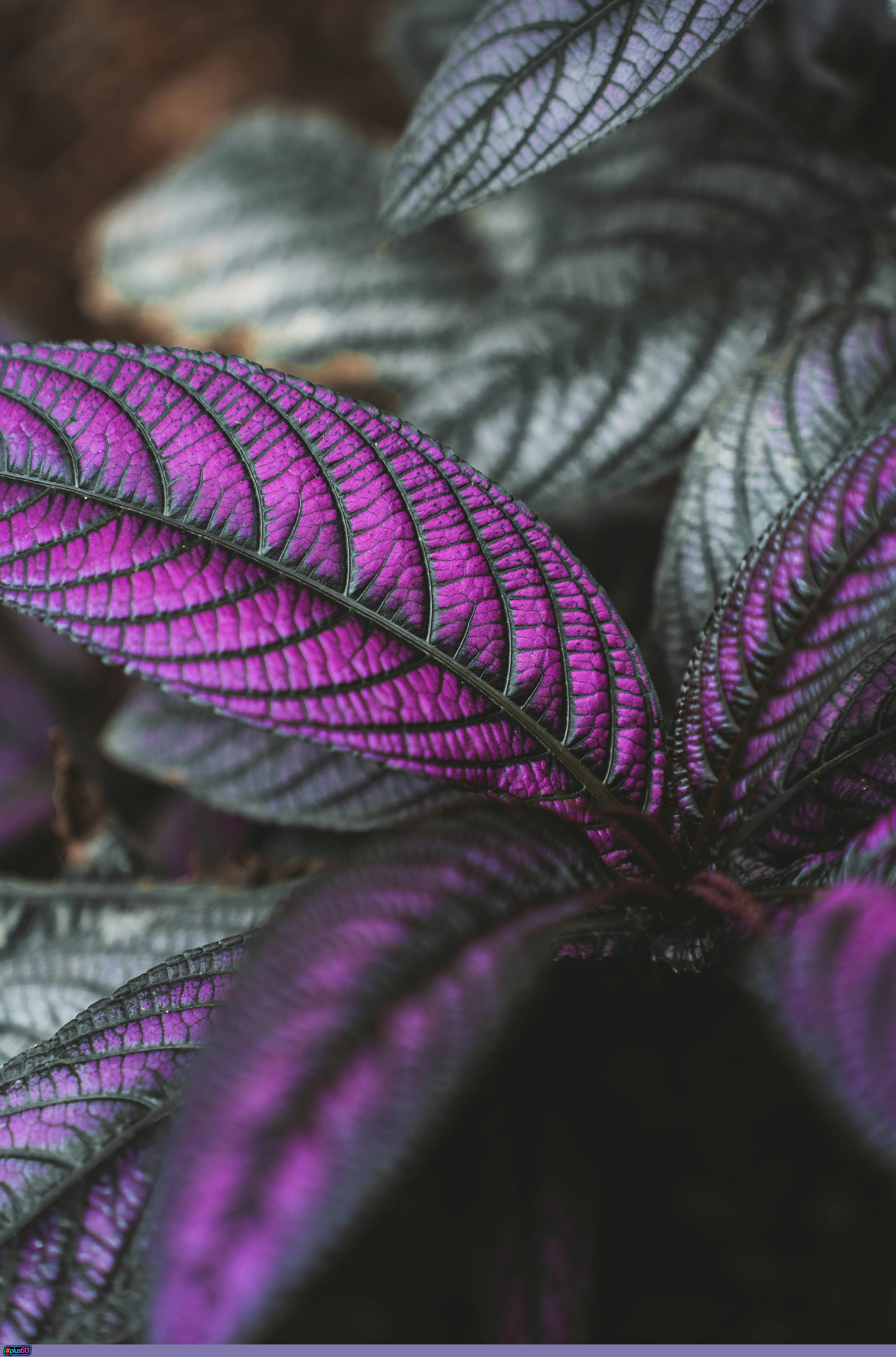 Vibrant purple leaves with intricate veins and muted green foliage by Paul Bill