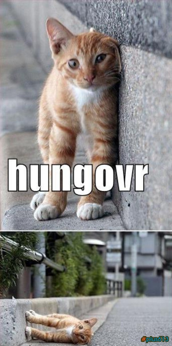 I is hungover kitty