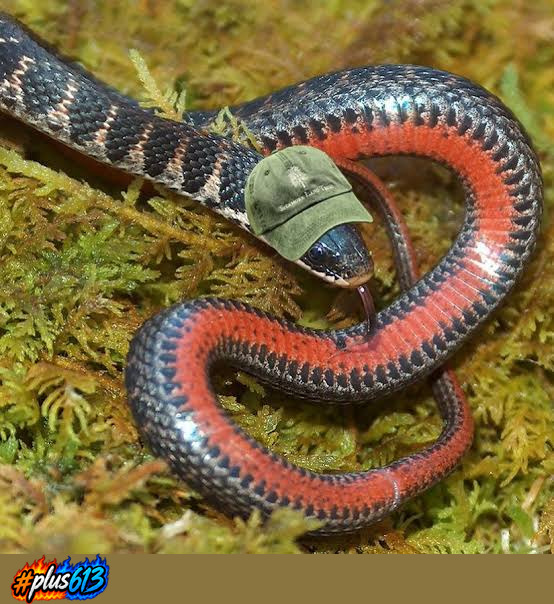A snek!