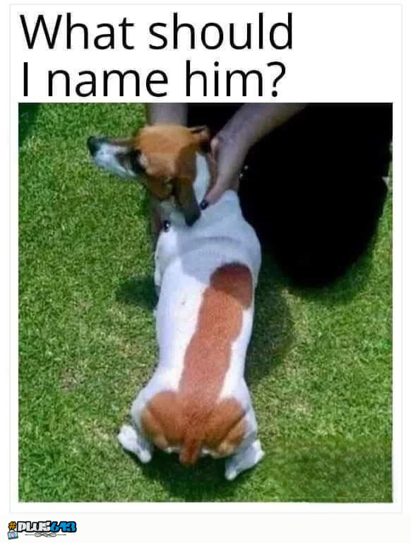 Sir Cockalot