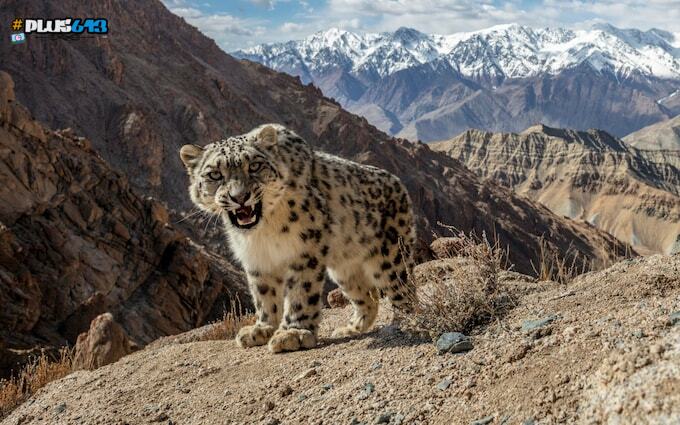 Snow leopard, India