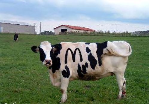 actual cow ......McCow