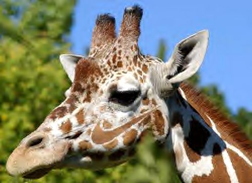 actual giraffe