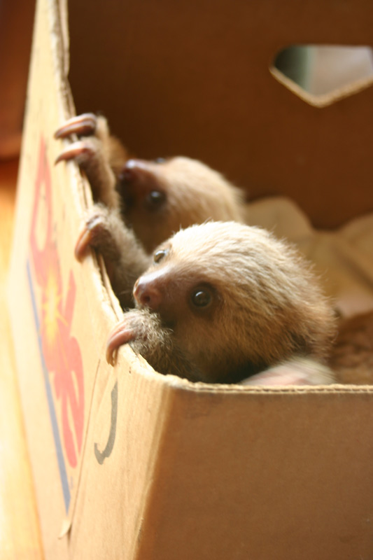 Box of sloths