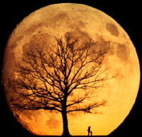 moon with tree