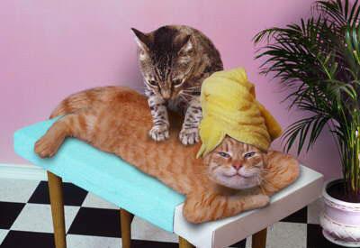 The cat massage