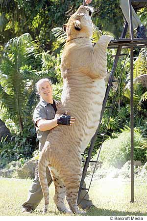 This Guy is A cross between a Tige and a lion-10ft tall damn